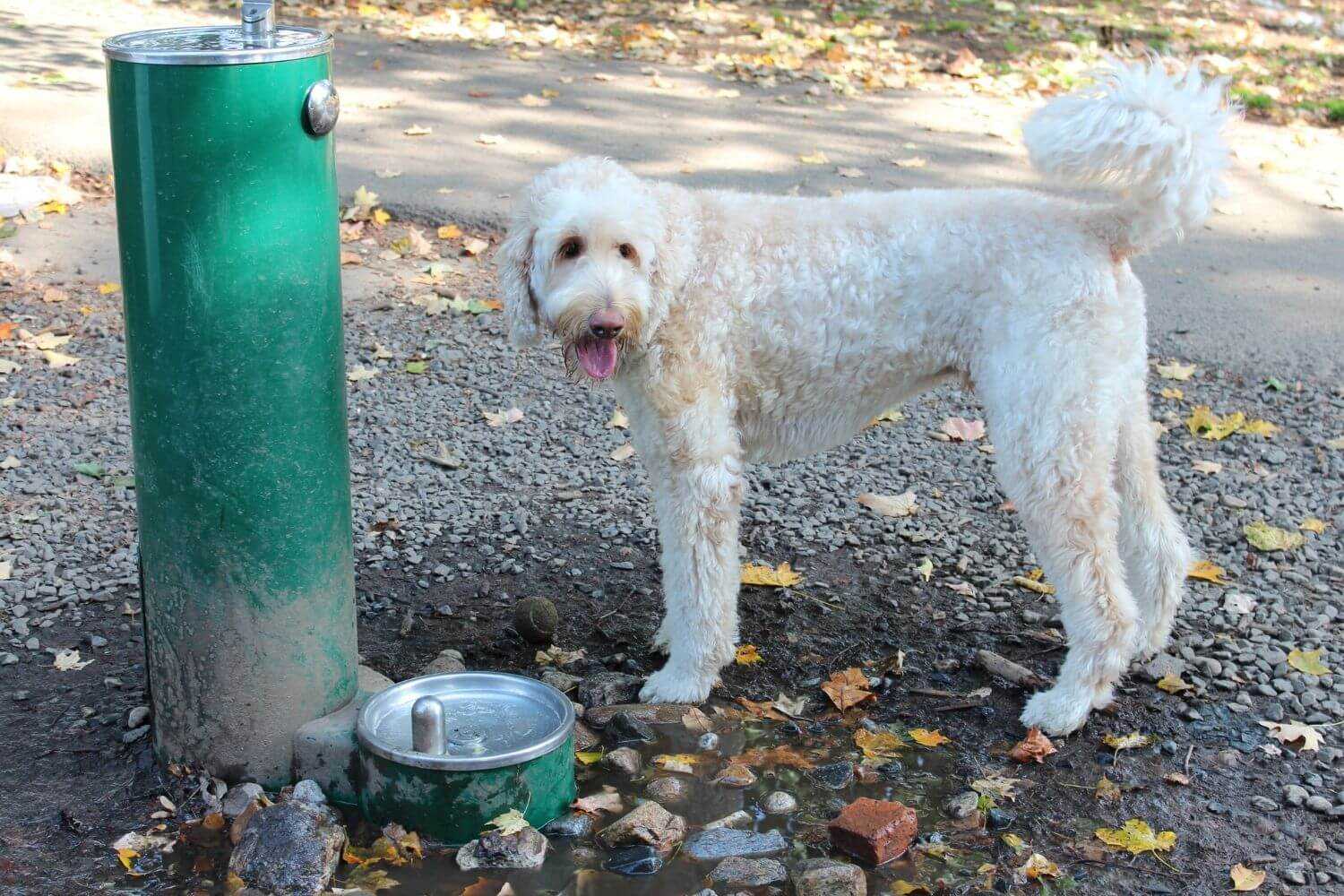 LA Dog Parks and Beaches - water time