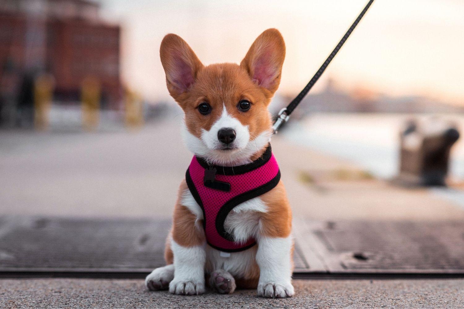 Corgi Puppy in Baltimore