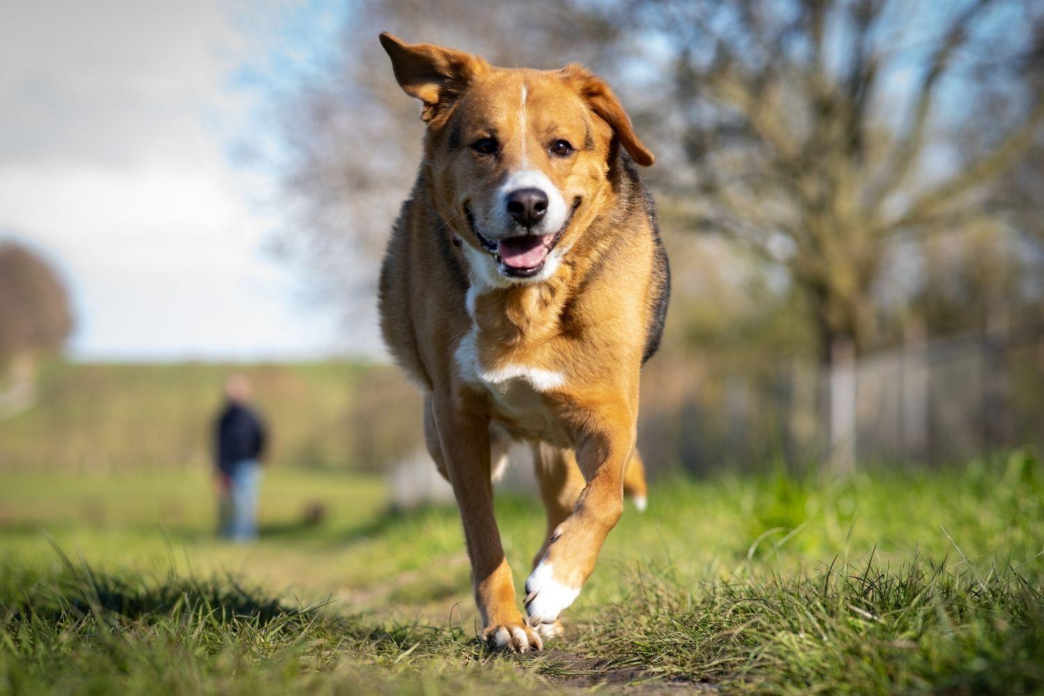 Running dog in Baltimore Park