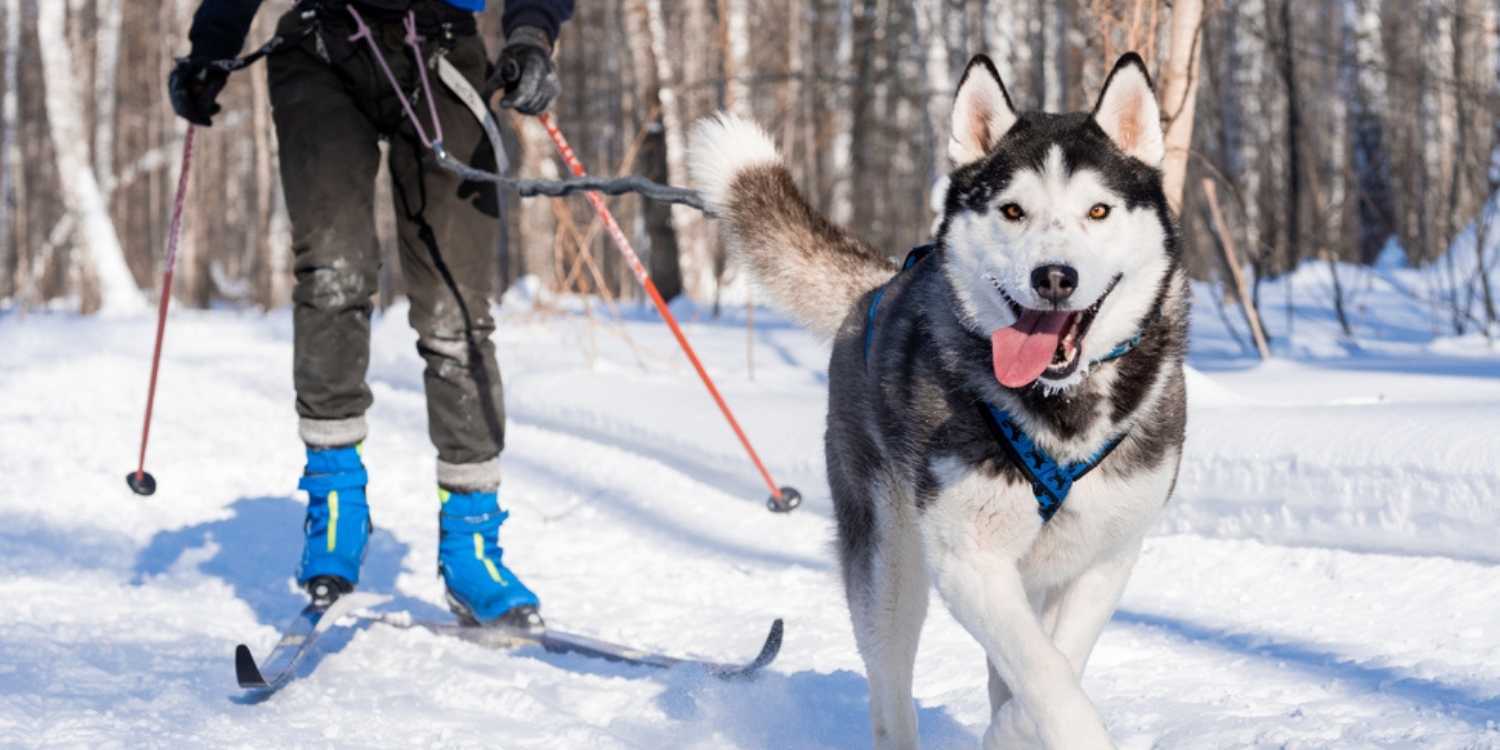 Enjoy the great outdoors with your pooch at any one of these dog parks and off-leash areas in Rochester NY!