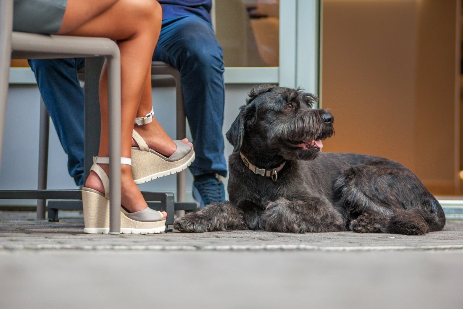 LPC-Dog-Friendly-Restaurants-Charlotte-dog-at-table-outside