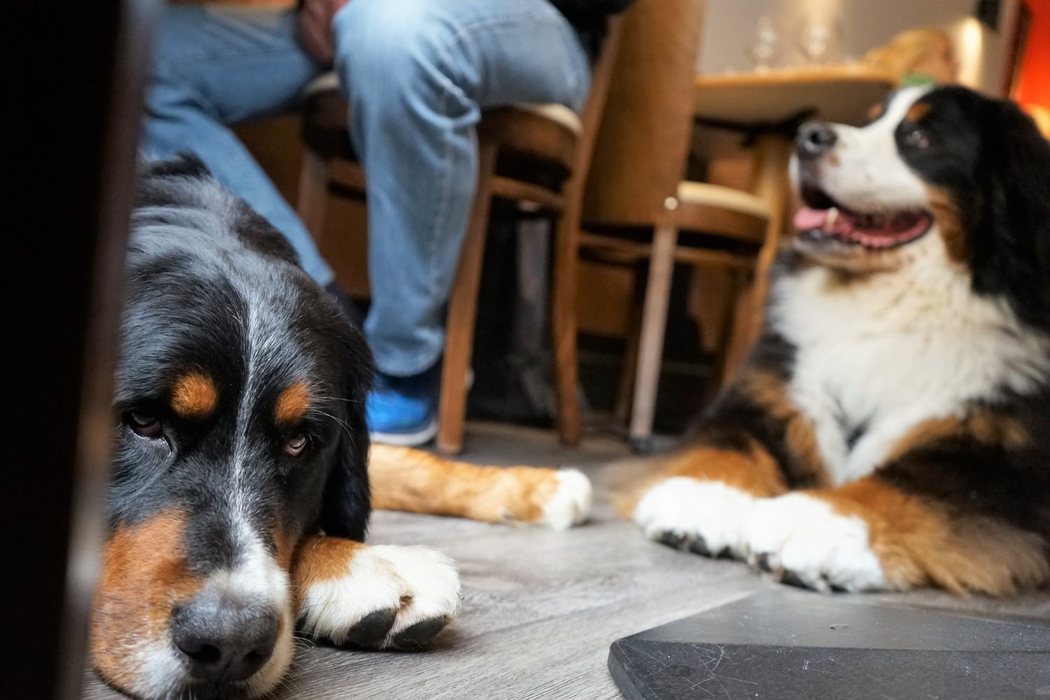 LPC-Dog-Friendly-Restaurants-Charlotte-dogs-at-table