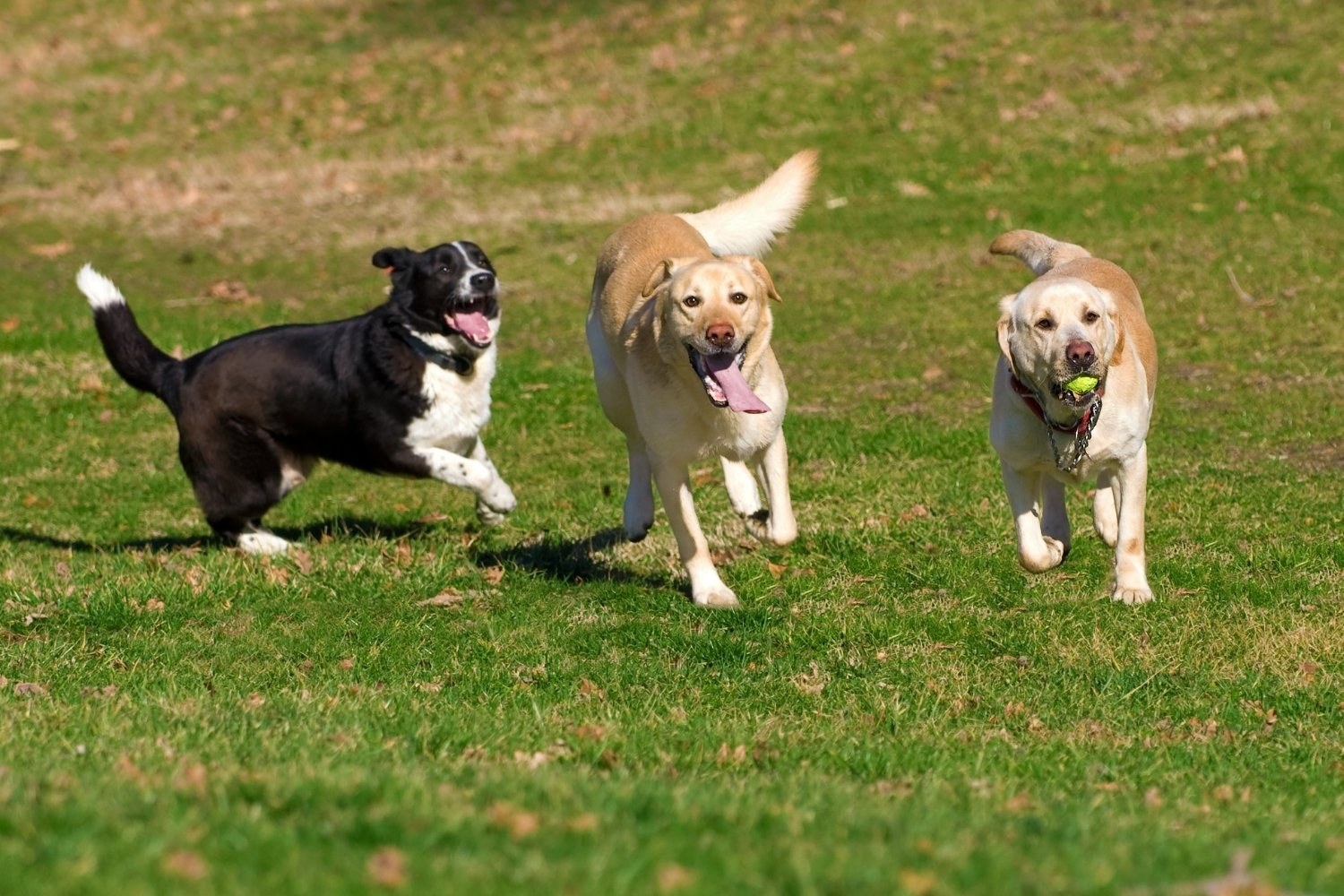 Labs playing in a field