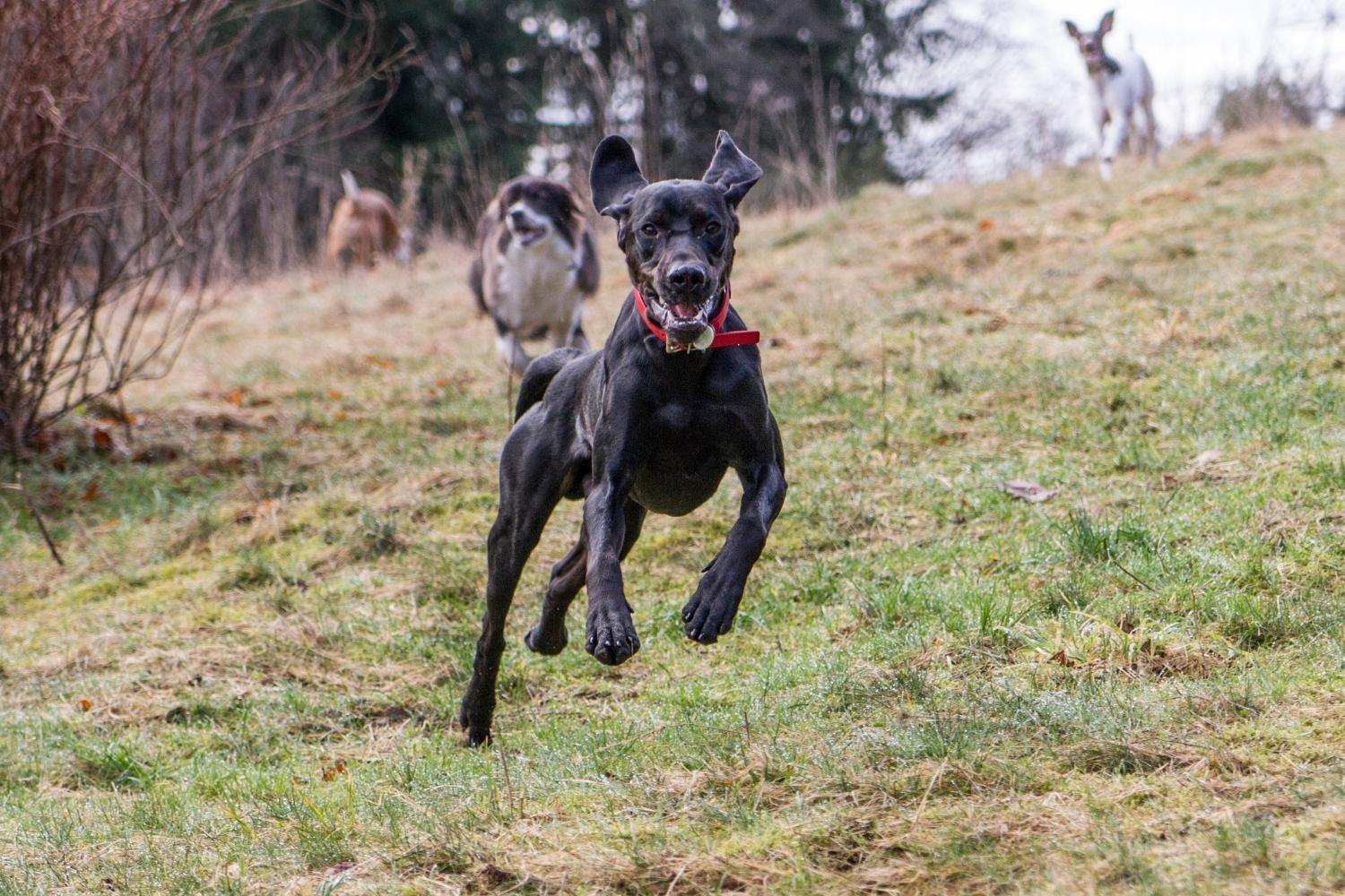 Seattle Dog Parks - dog running through park