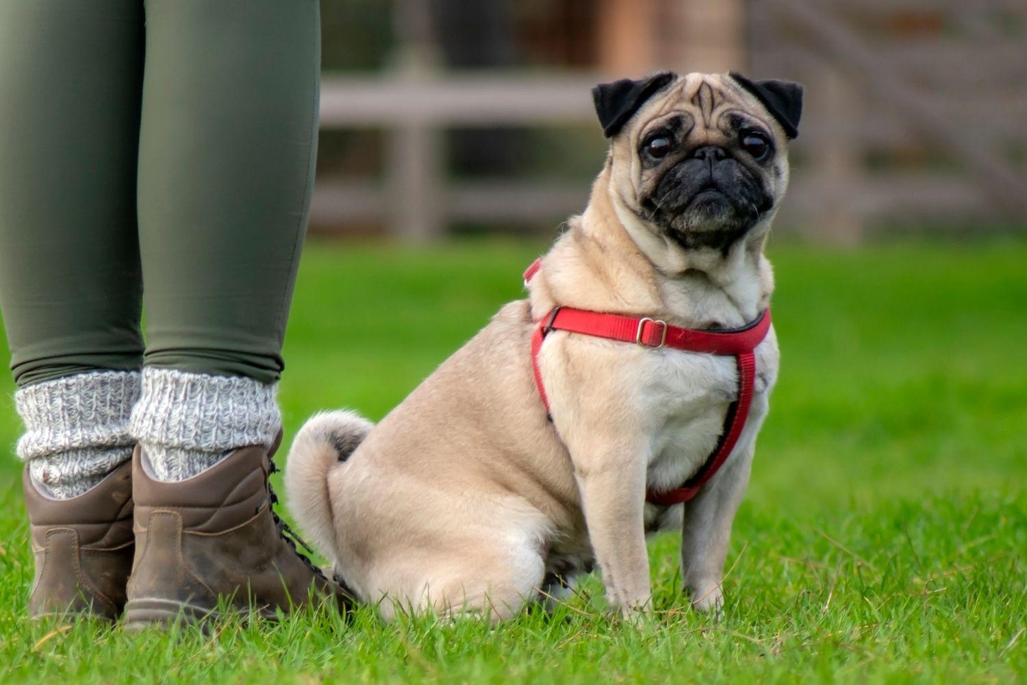 Find a pet care pro - pug