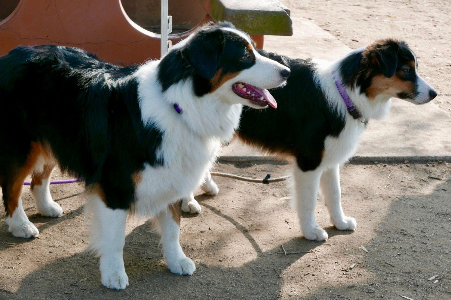 Nashville Dog Park Aussies