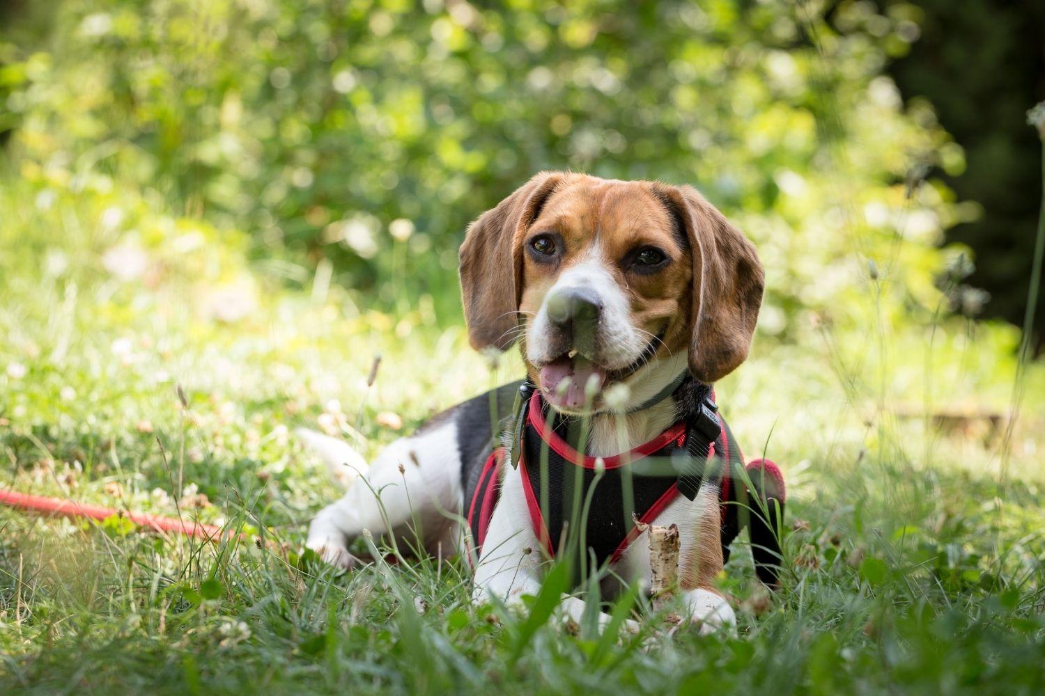 Nashville Dog Park