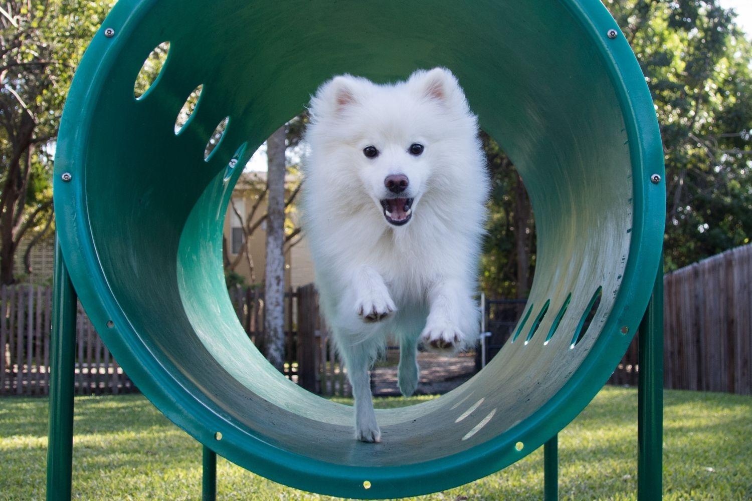 Nashville Dog Park Tunnel