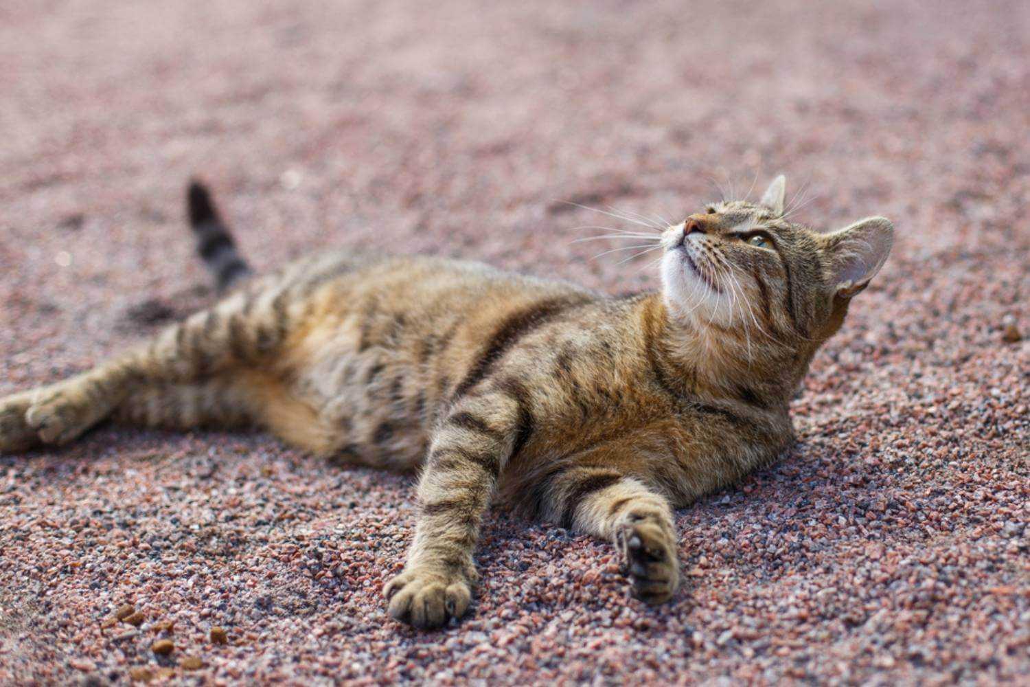 Las Vegas Cat Playing in Dirt