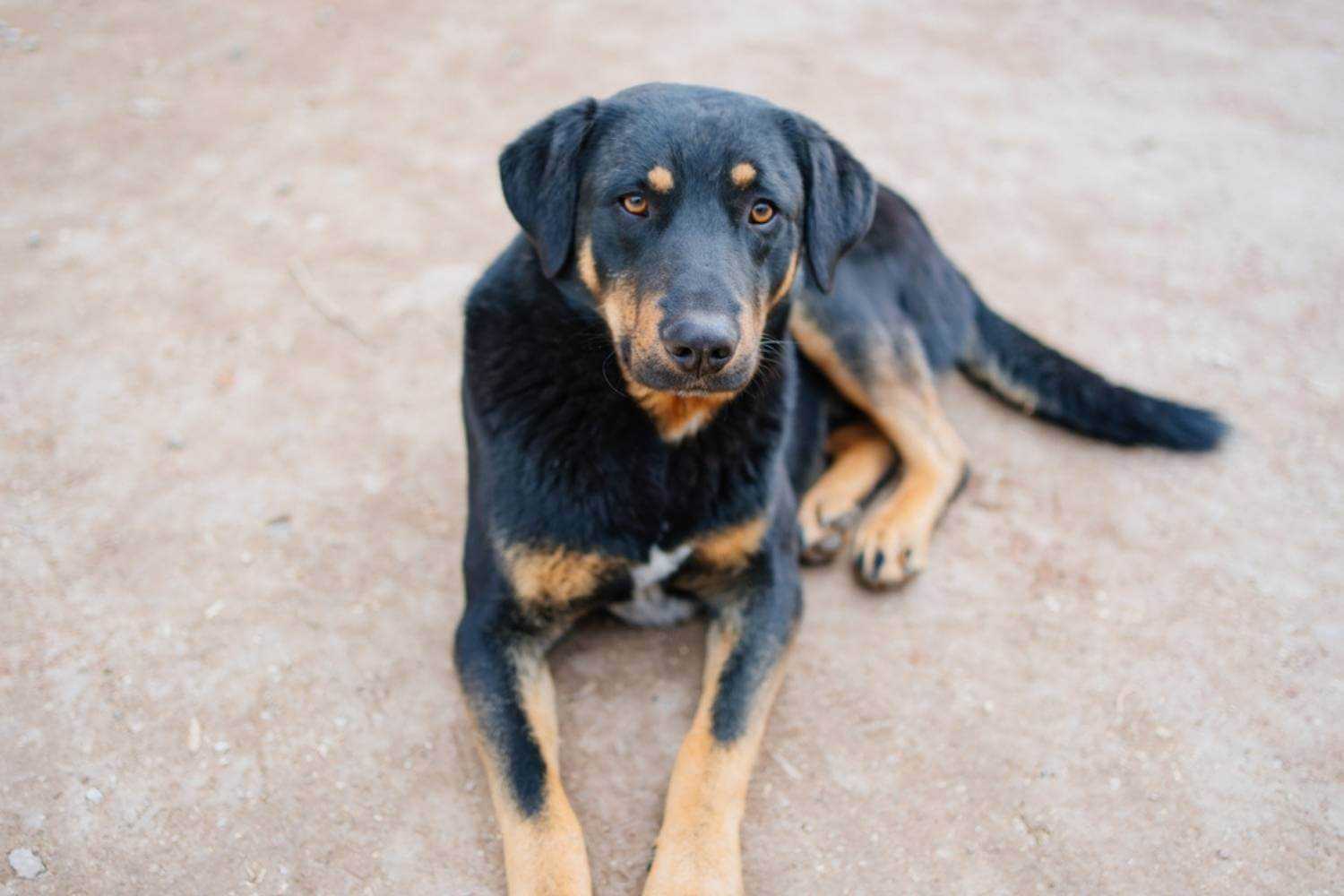 Las Vegas Dog Waiting for Adoption