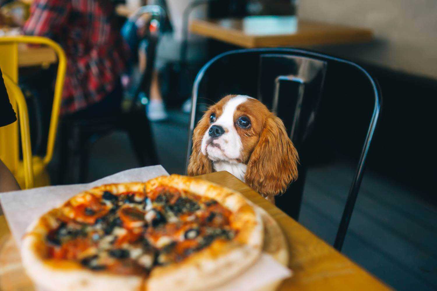 Las Vegas Dog With Pizza