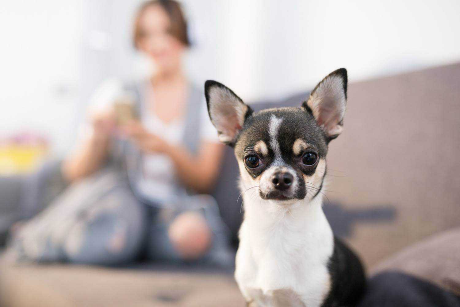 Las Vegas Dog at Indoor Dog Park