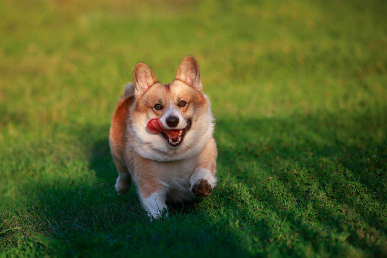 Las Vegas Dog at Park Running