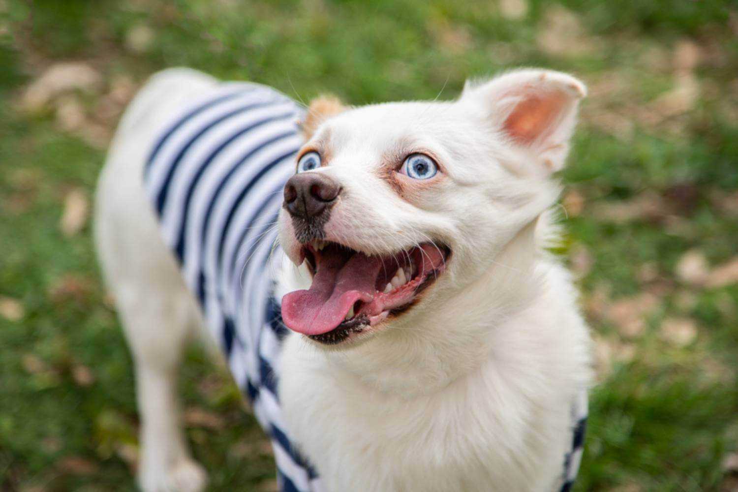 Las Vegas Dog at Park Smiling