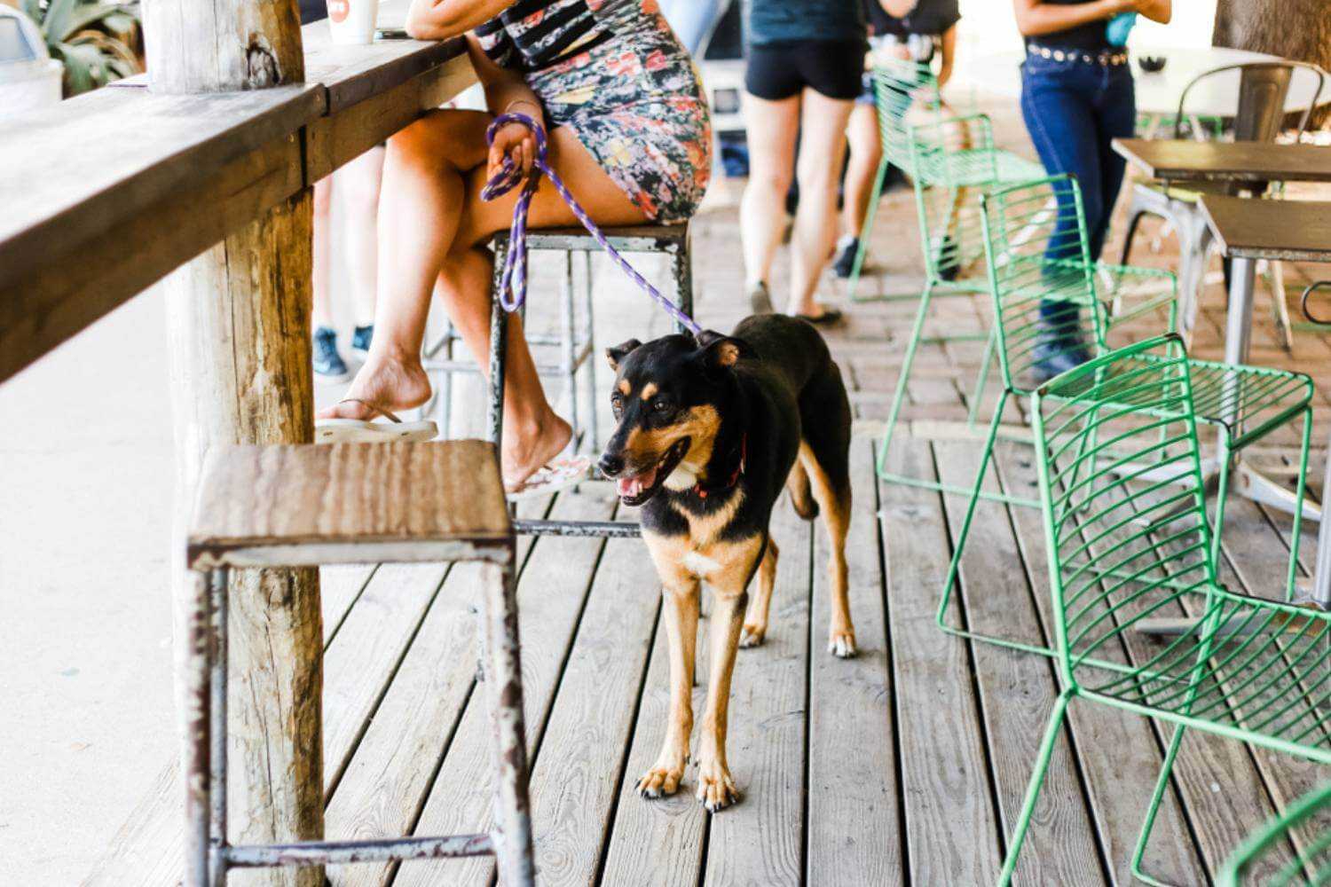 Las Vegas Dog on Outdoor Patio