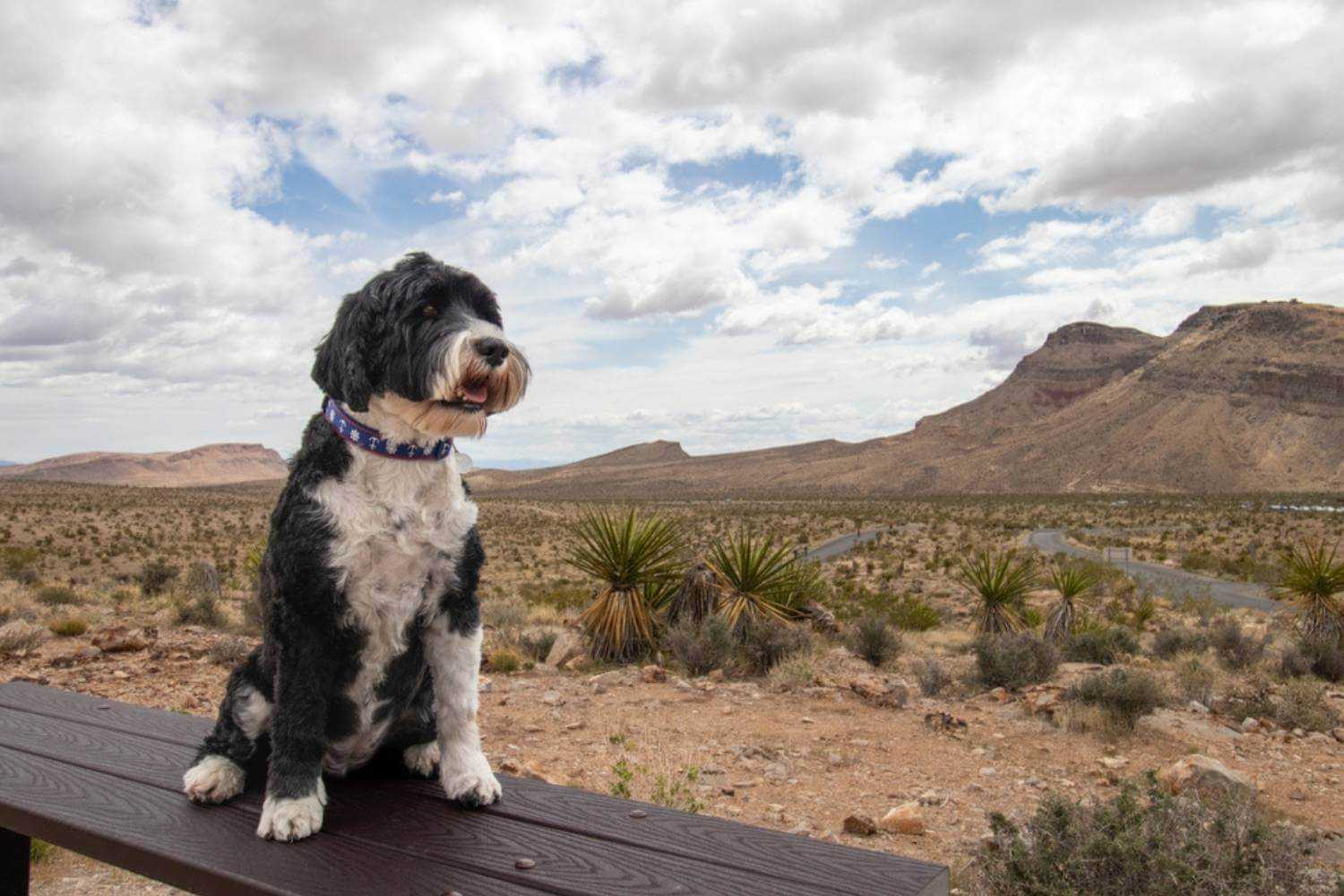 Las Vegas Dog with Great View