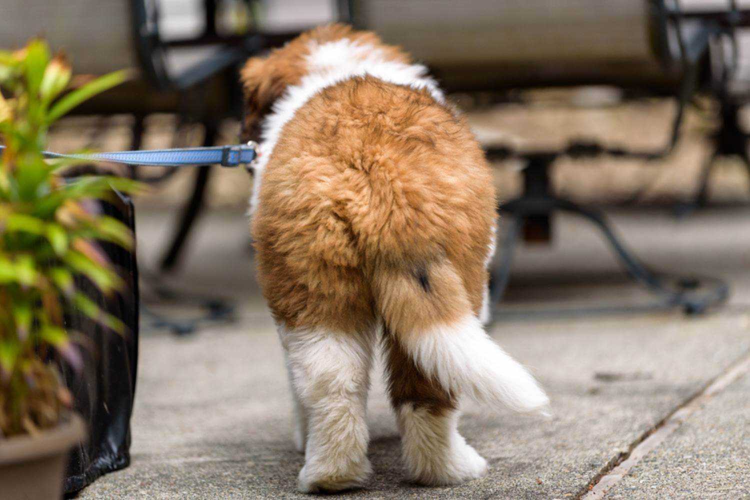 Lexington KY Dog Butt on Patio