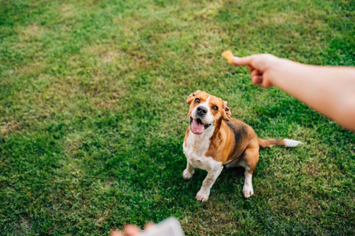 Lexington KY Dog Eating Treat in Field