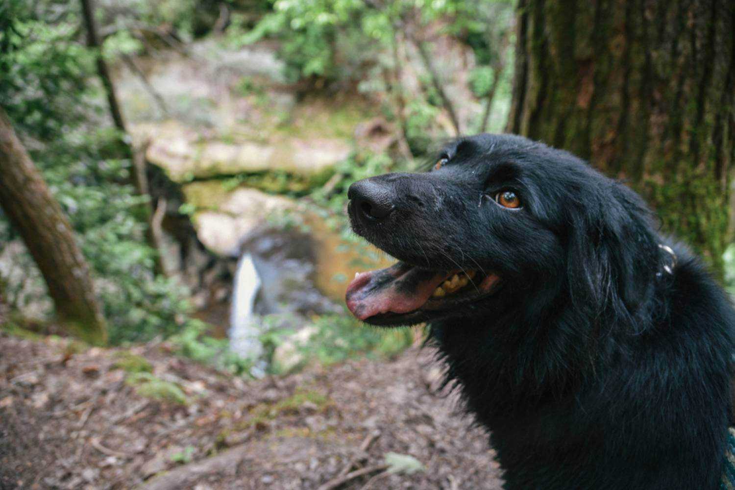 Lexington KY Dog in Woods