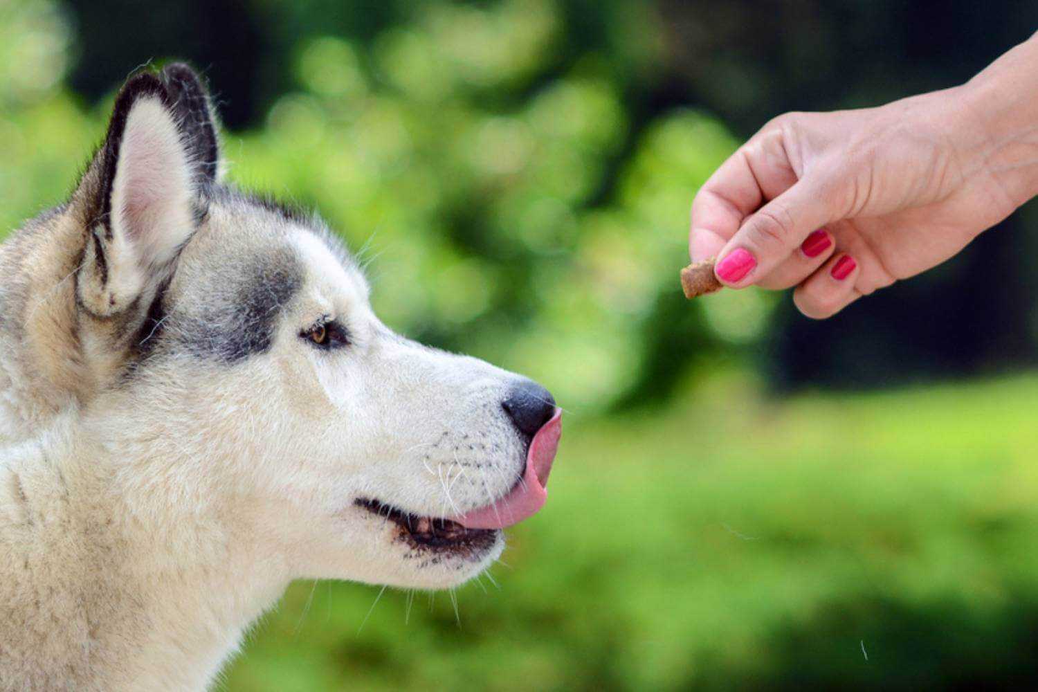 Lexington KY Husky Eating