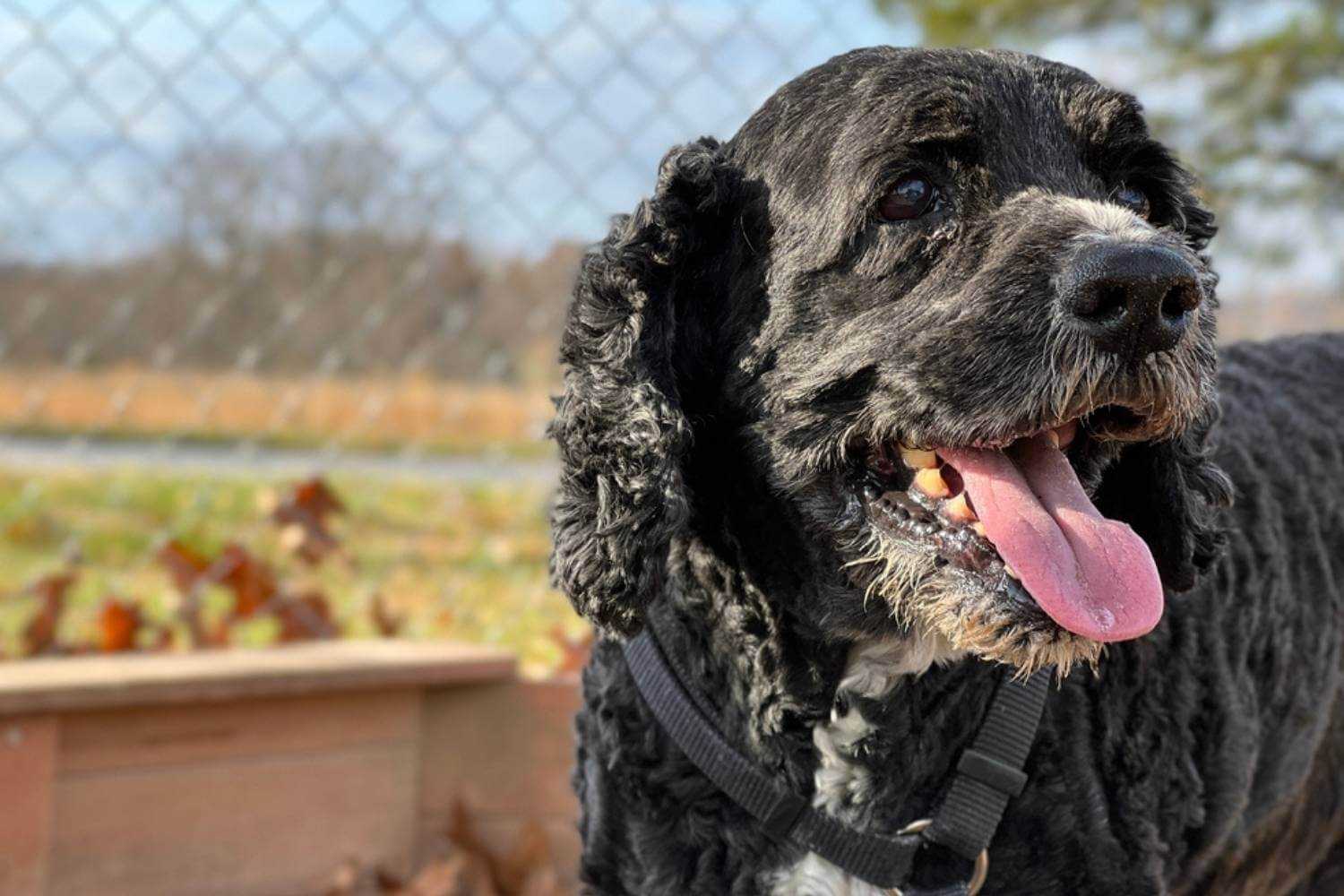 Lincoln NE Older Dog at Park