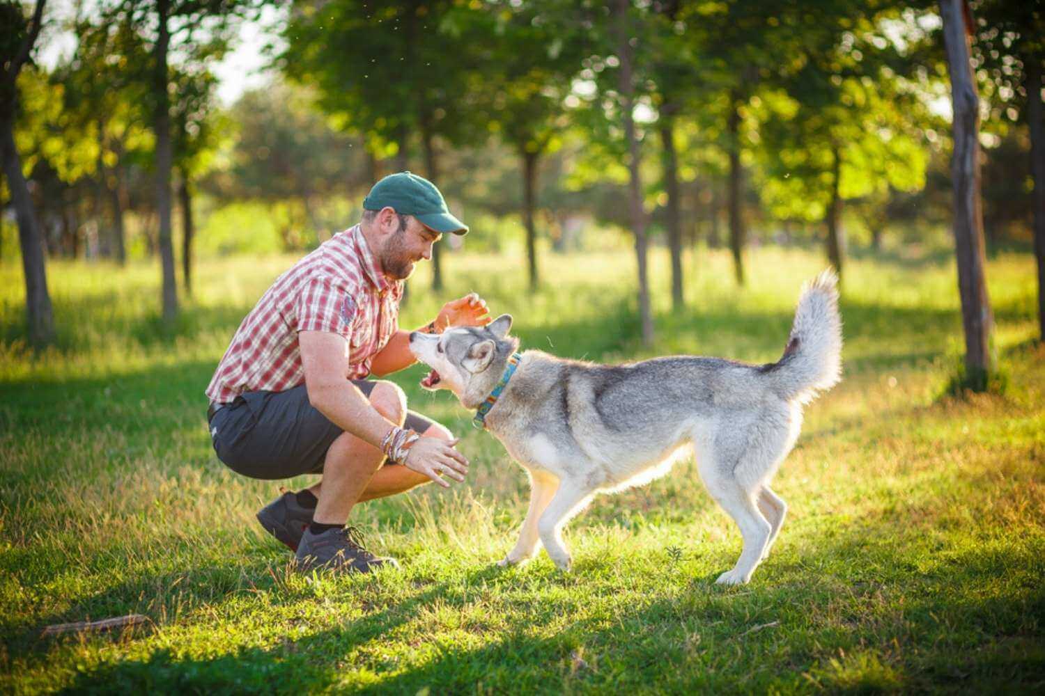 Little Rock Husky Playing