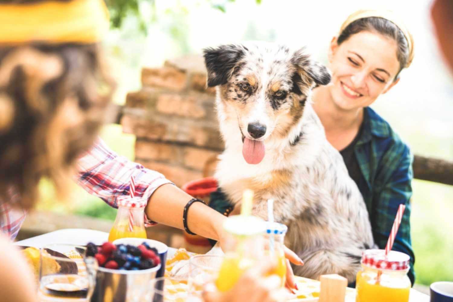 Little Rock Restaurants Dog At Brunch