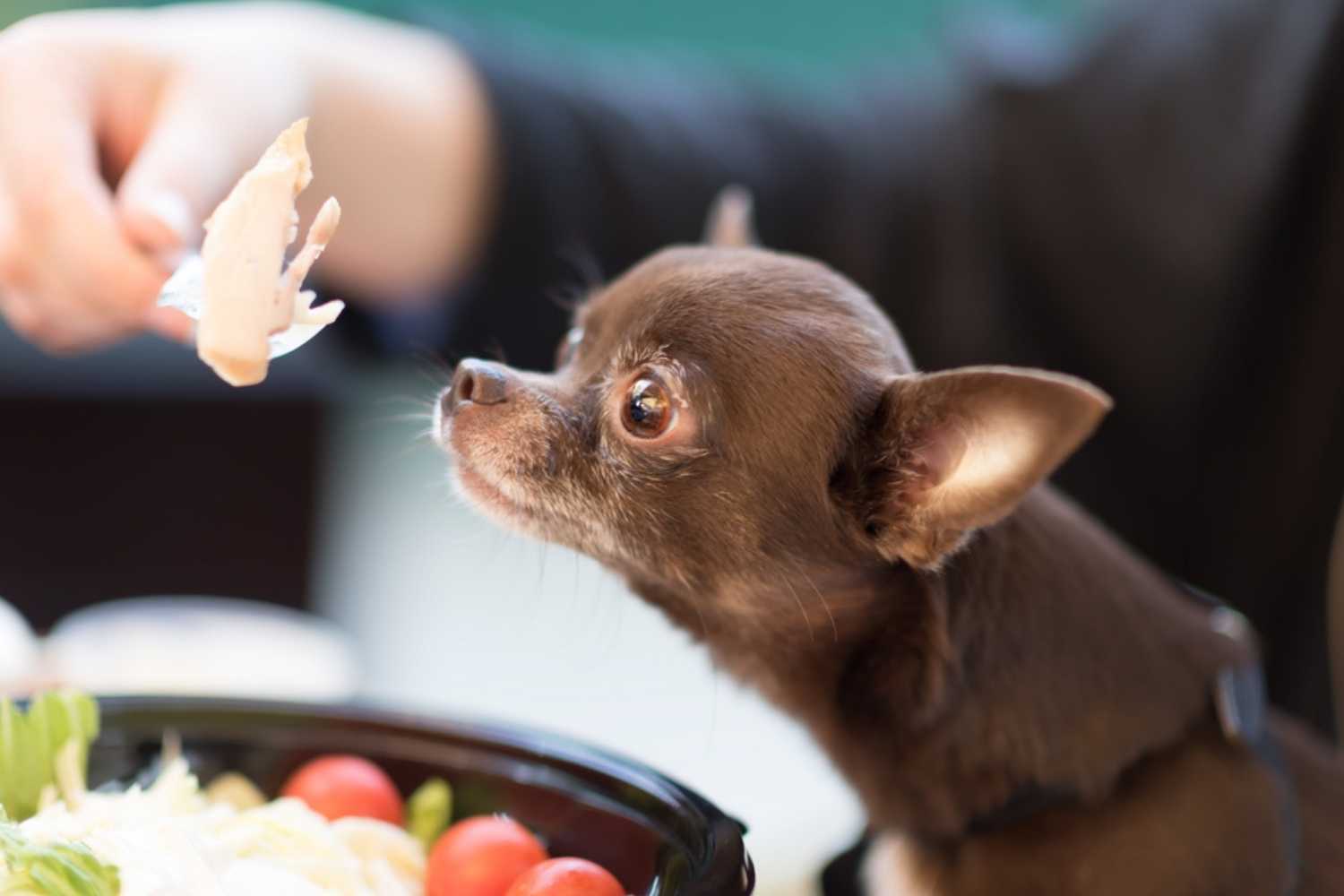 Little Rock Restaurants Dog At Table