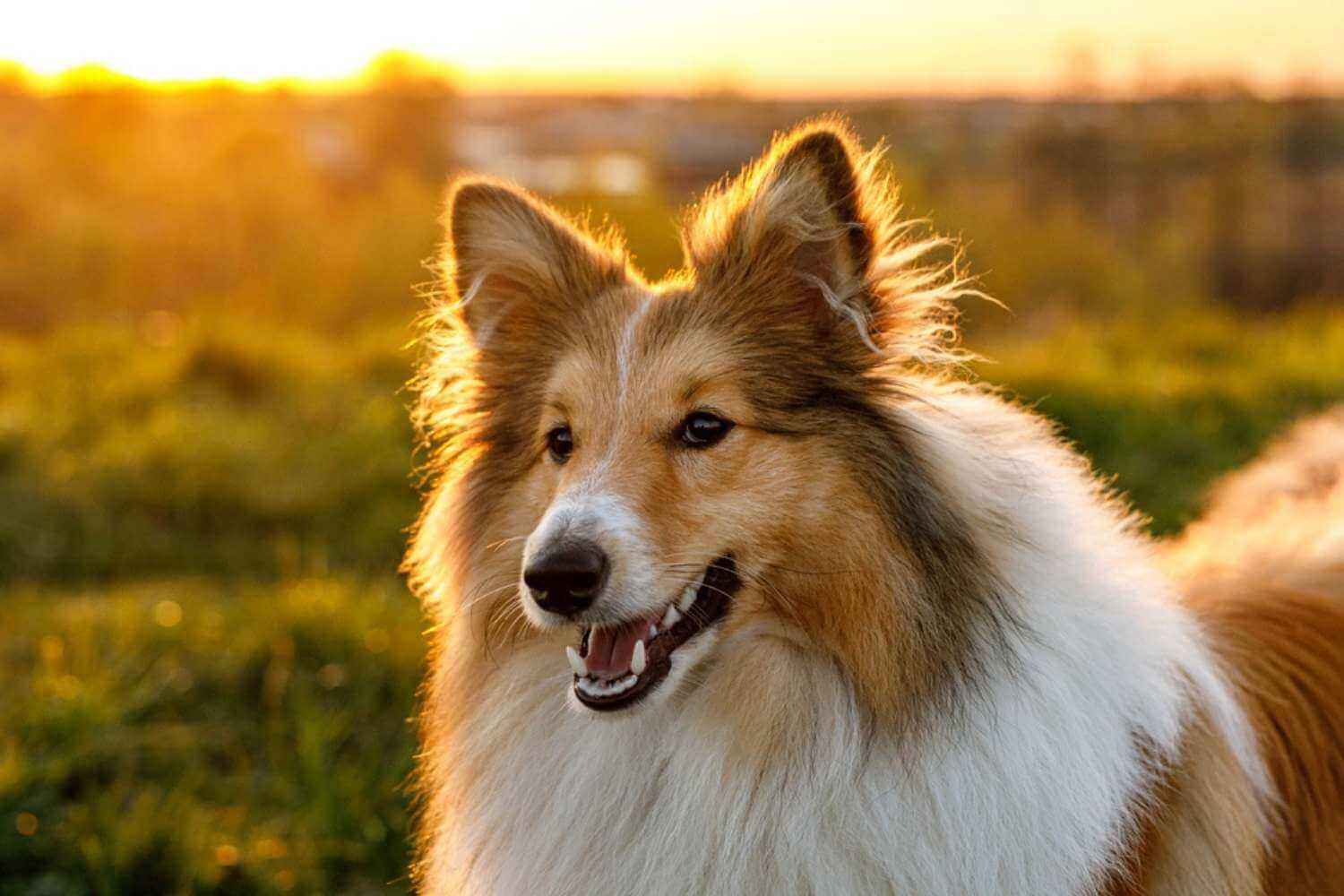 Little Rock Sheltie at Dusk in Park