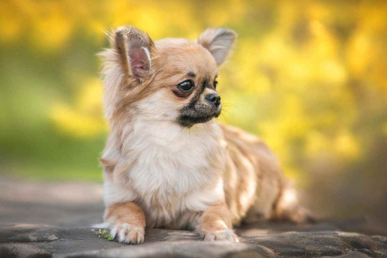 Little Rock Small Dog at Park