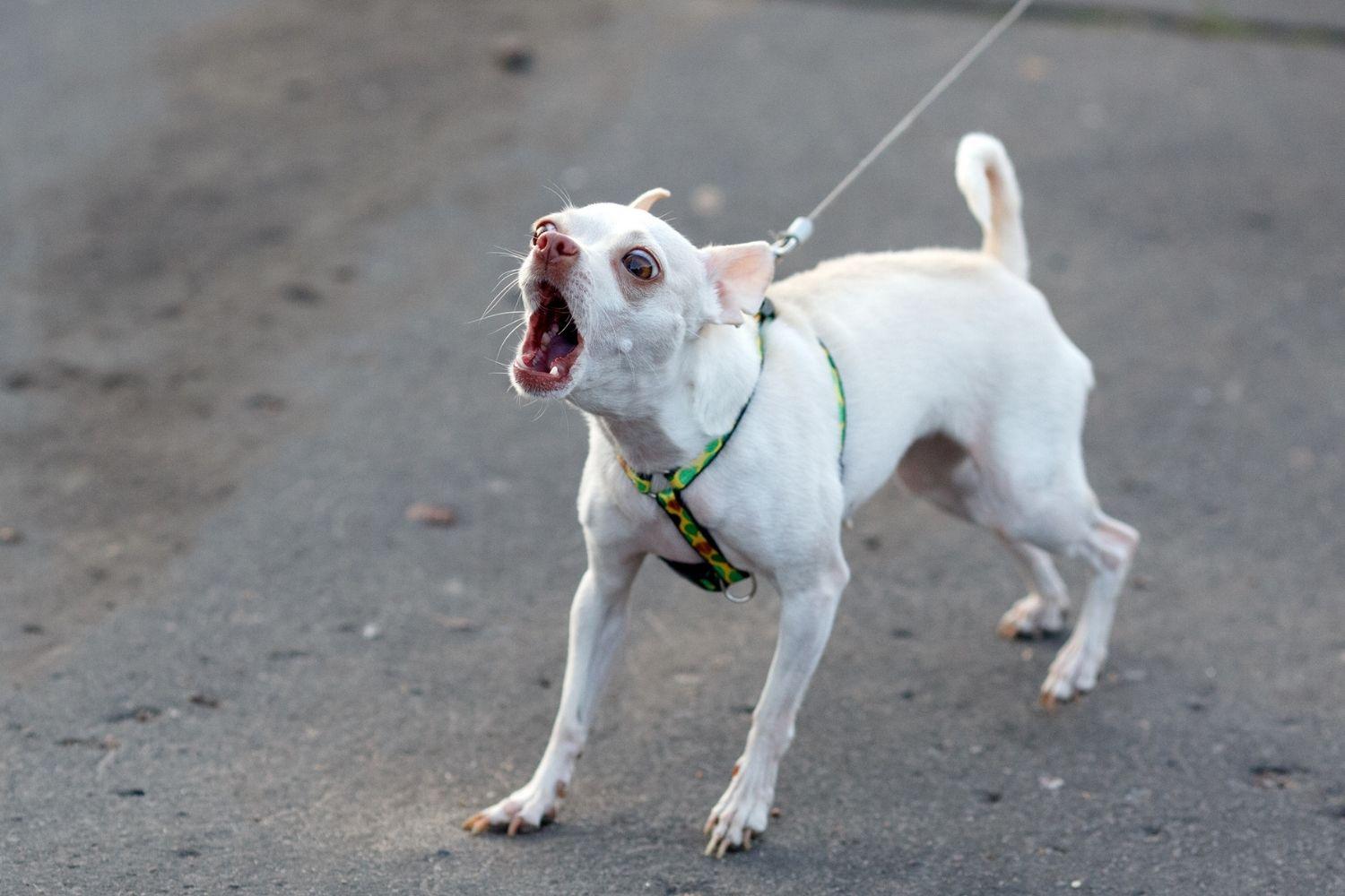 Little dog barking on walk