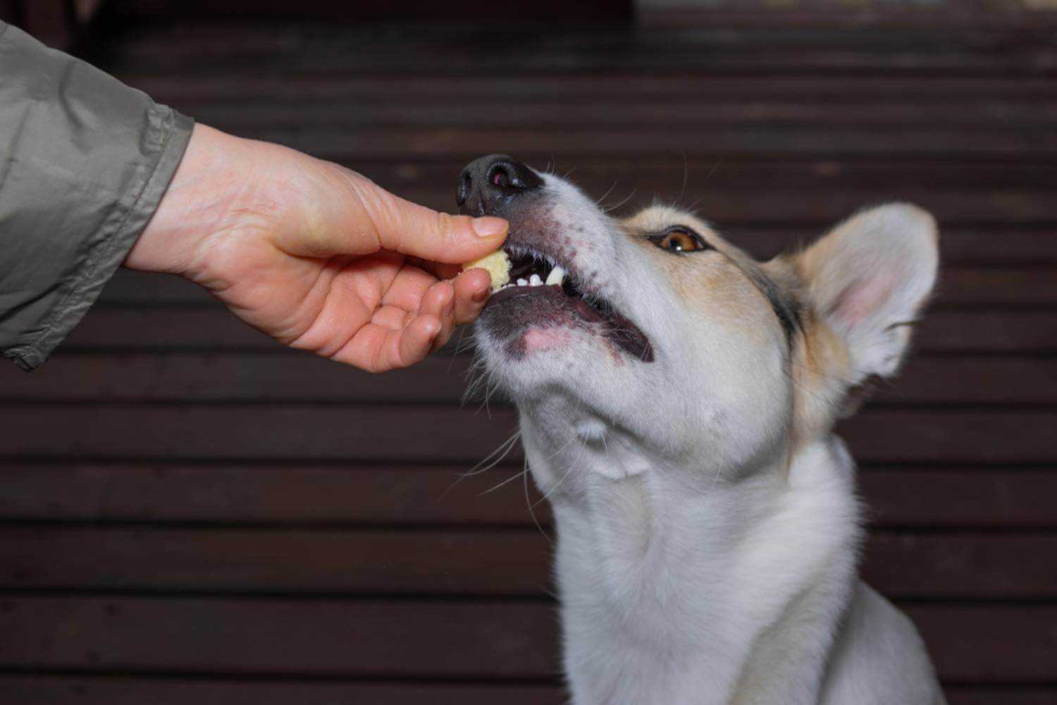 Long Beach Dog Eating Treats