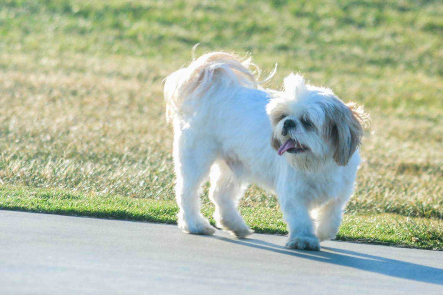 Long Beach Dog Playing at Park