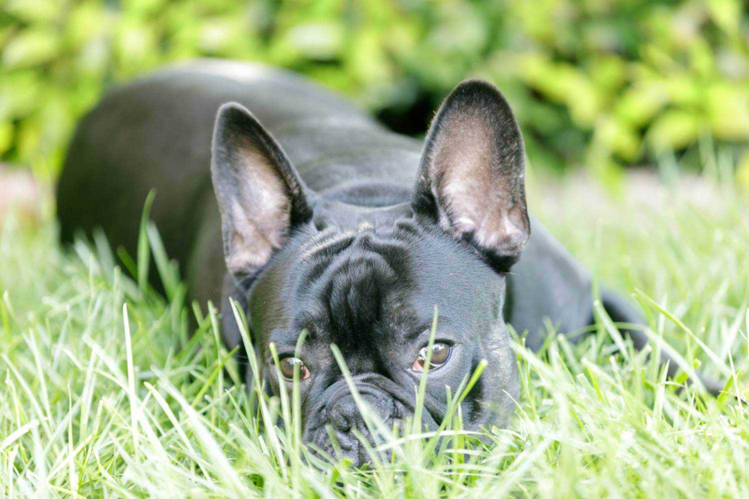 Long Beach Dog in Grass