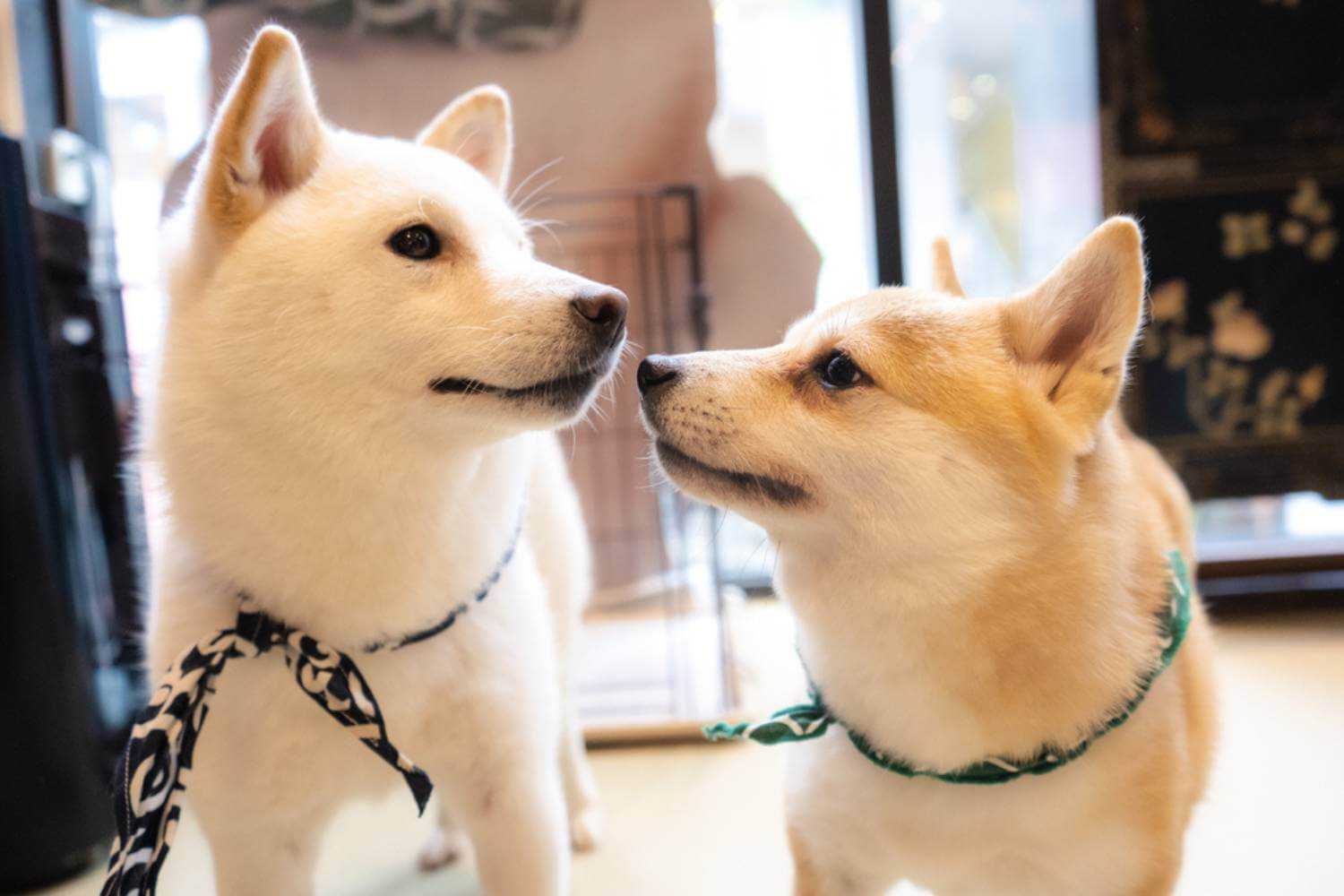 Long Beach Dogs Making Friends