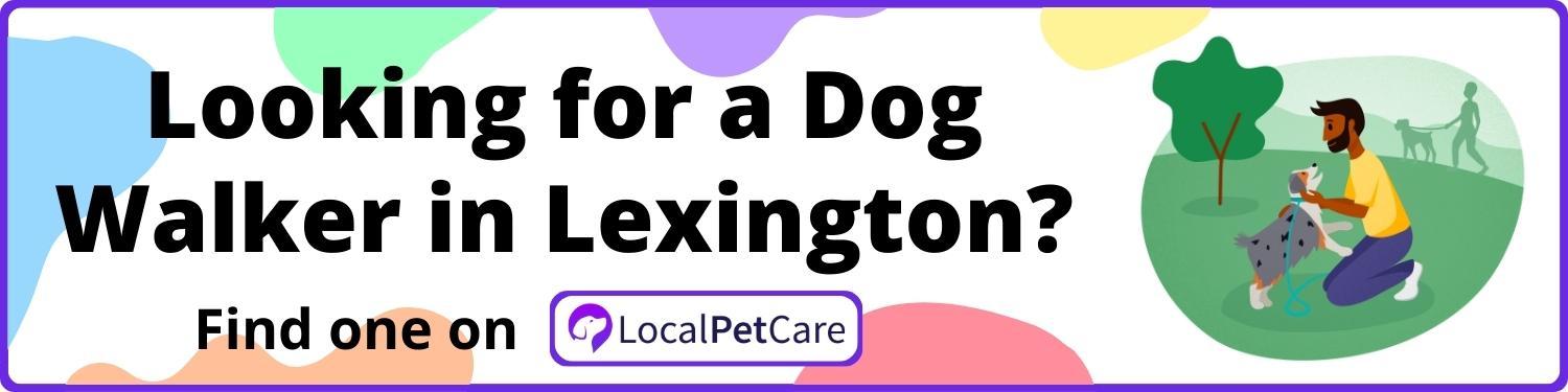 Looking for a Dog Walker in Lexington