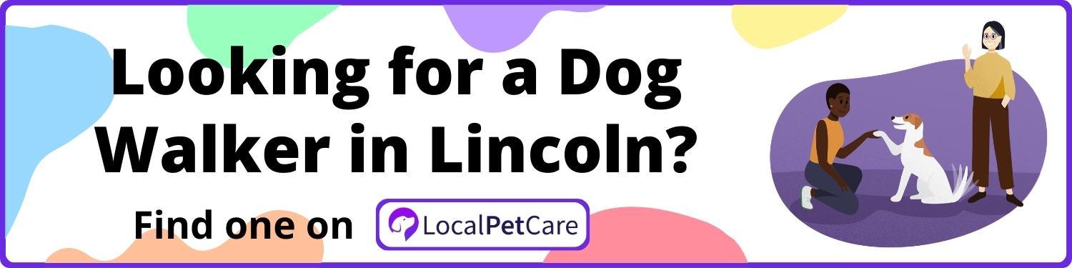 Looking for a Dog Walker in Lincoln