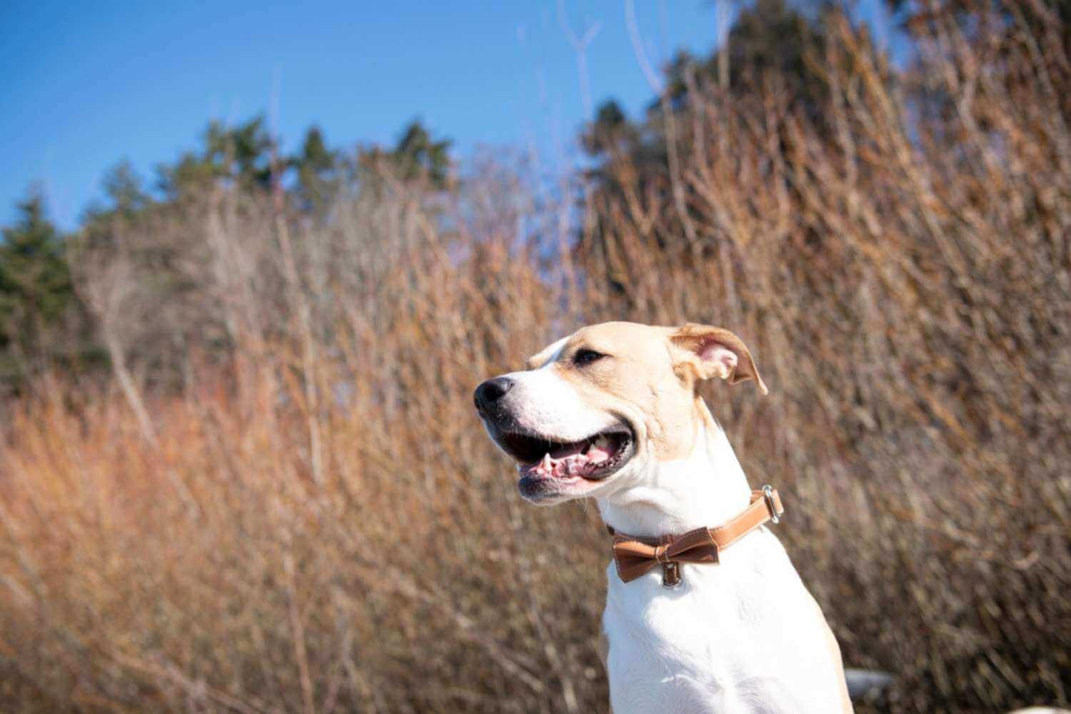 Los Angeles Dog Adopted in Field