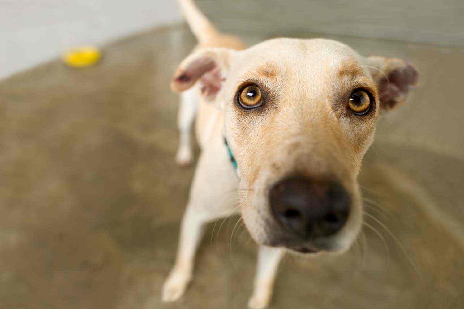 Los Angeles Dog at Shelter