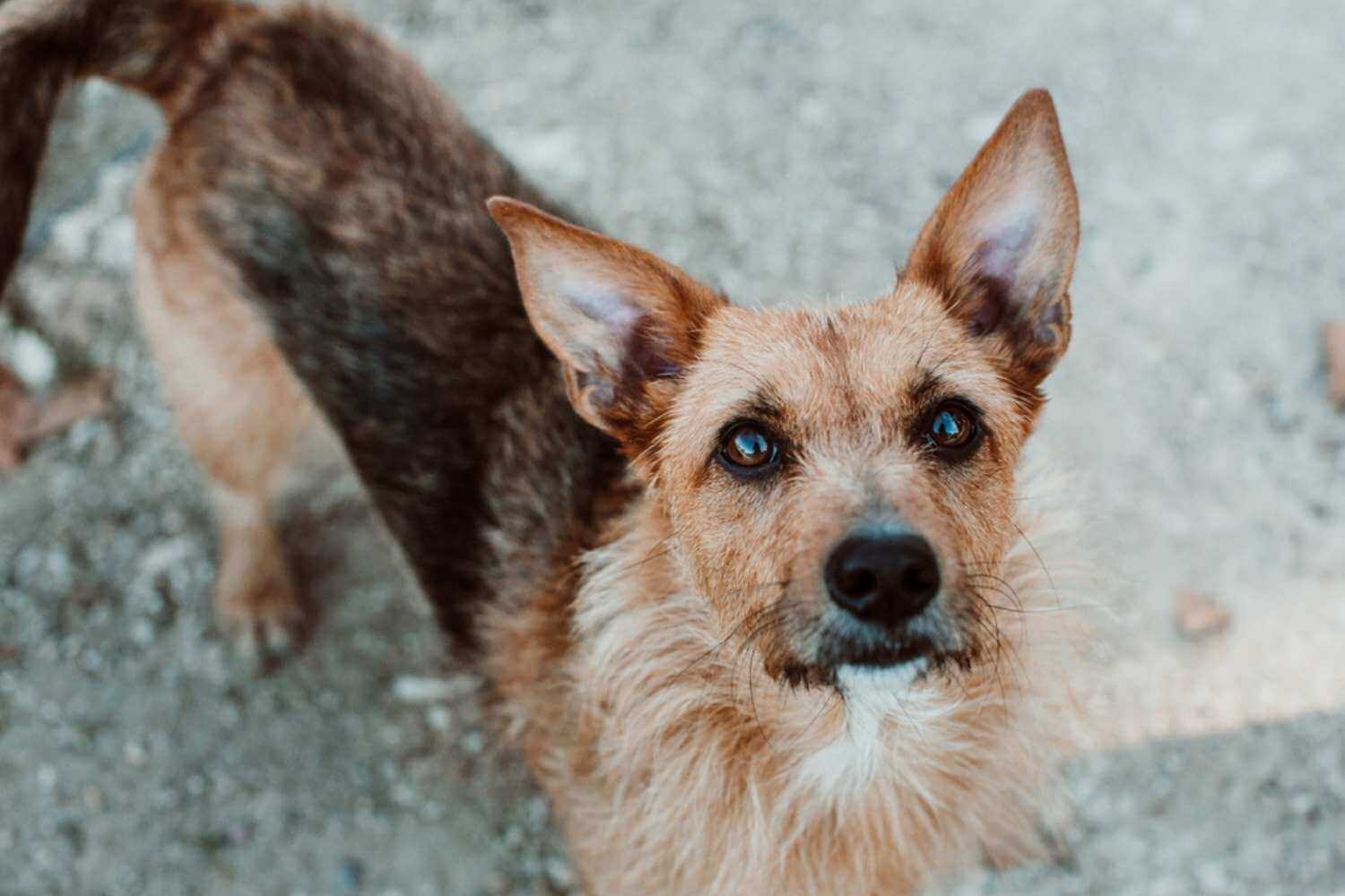 Los Angeles Wiry Dog Ready for Adoption