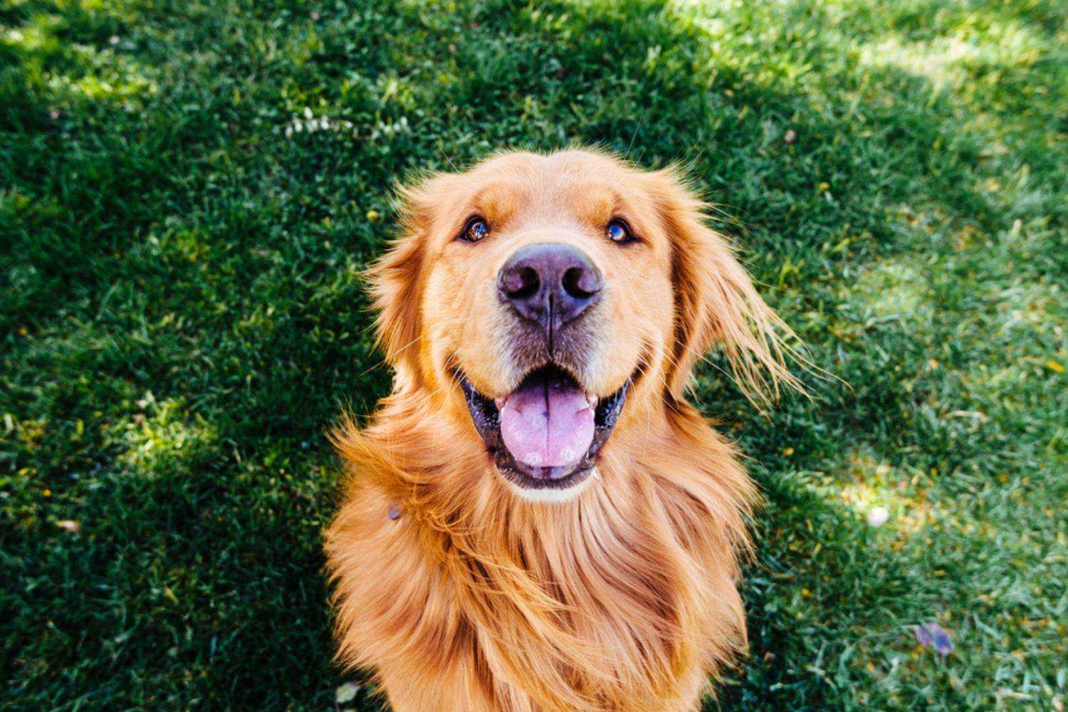 Louisville Dog Enjoying the Camera