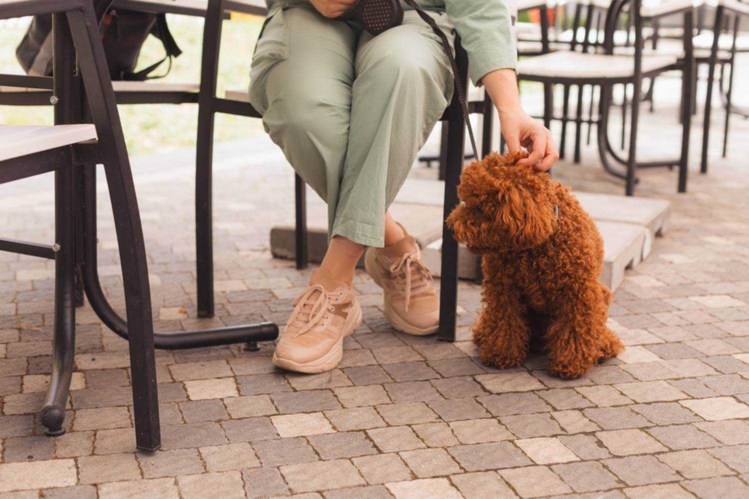 Louisville Dog Sitting Next to Woman on Patio