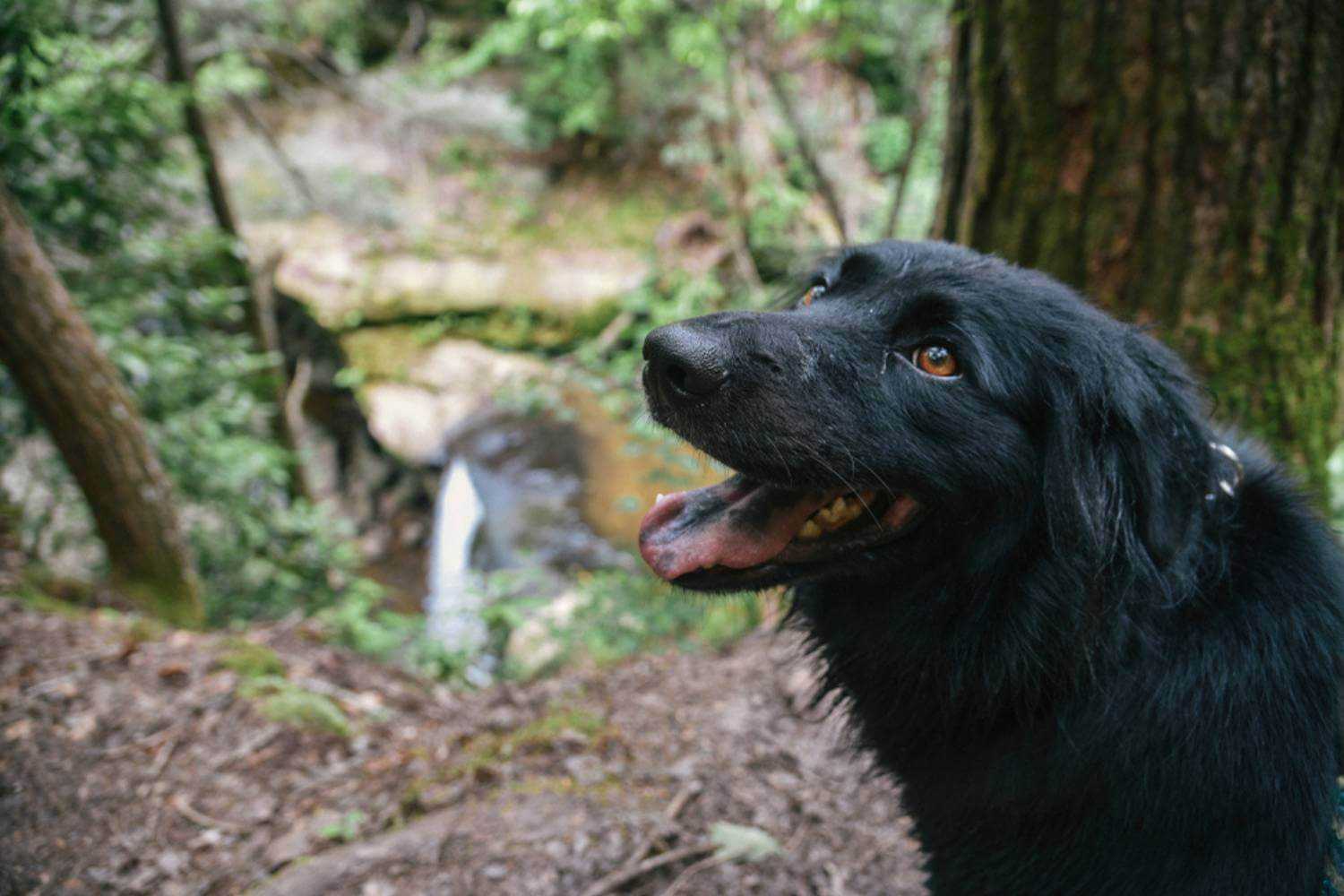 Louisville Dog on a Hike