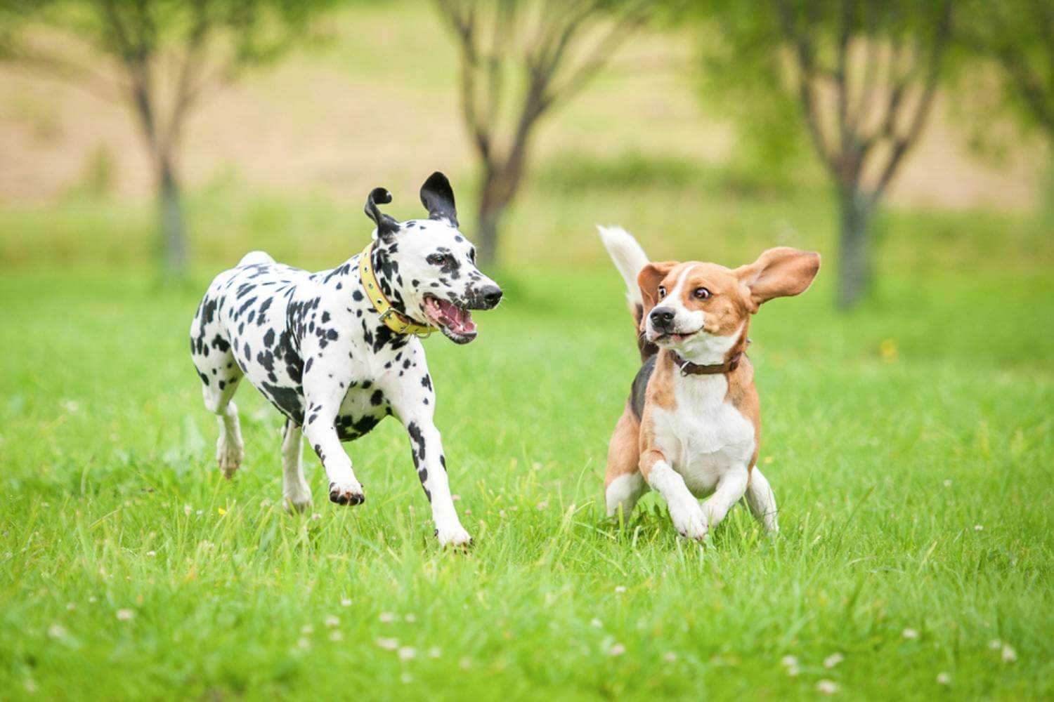 Louisville Dogs Playing in Park