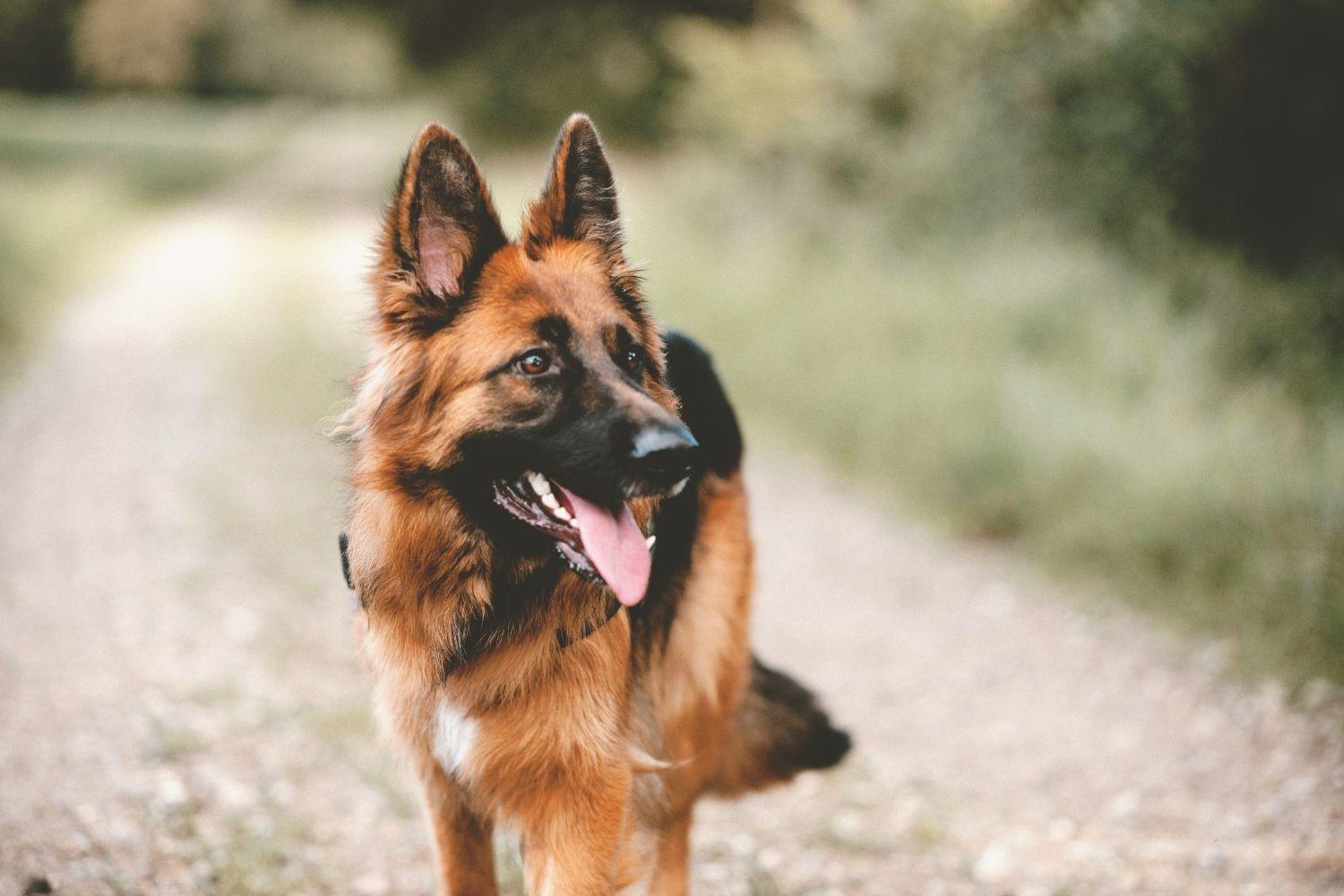 Loyal Dog Breeds - German Shepard