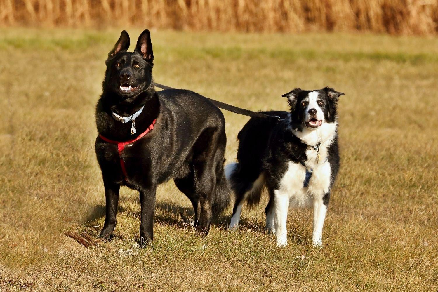 Madison Parks dogs together