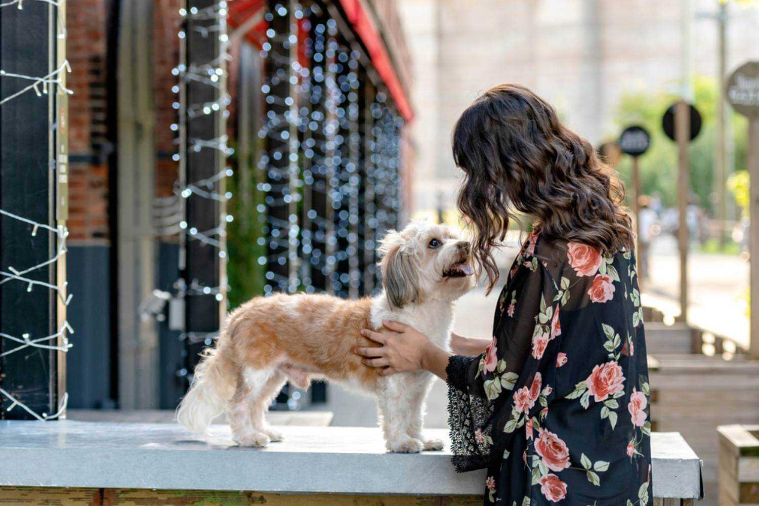 Manhattan NY Dog Getting Love at Patio