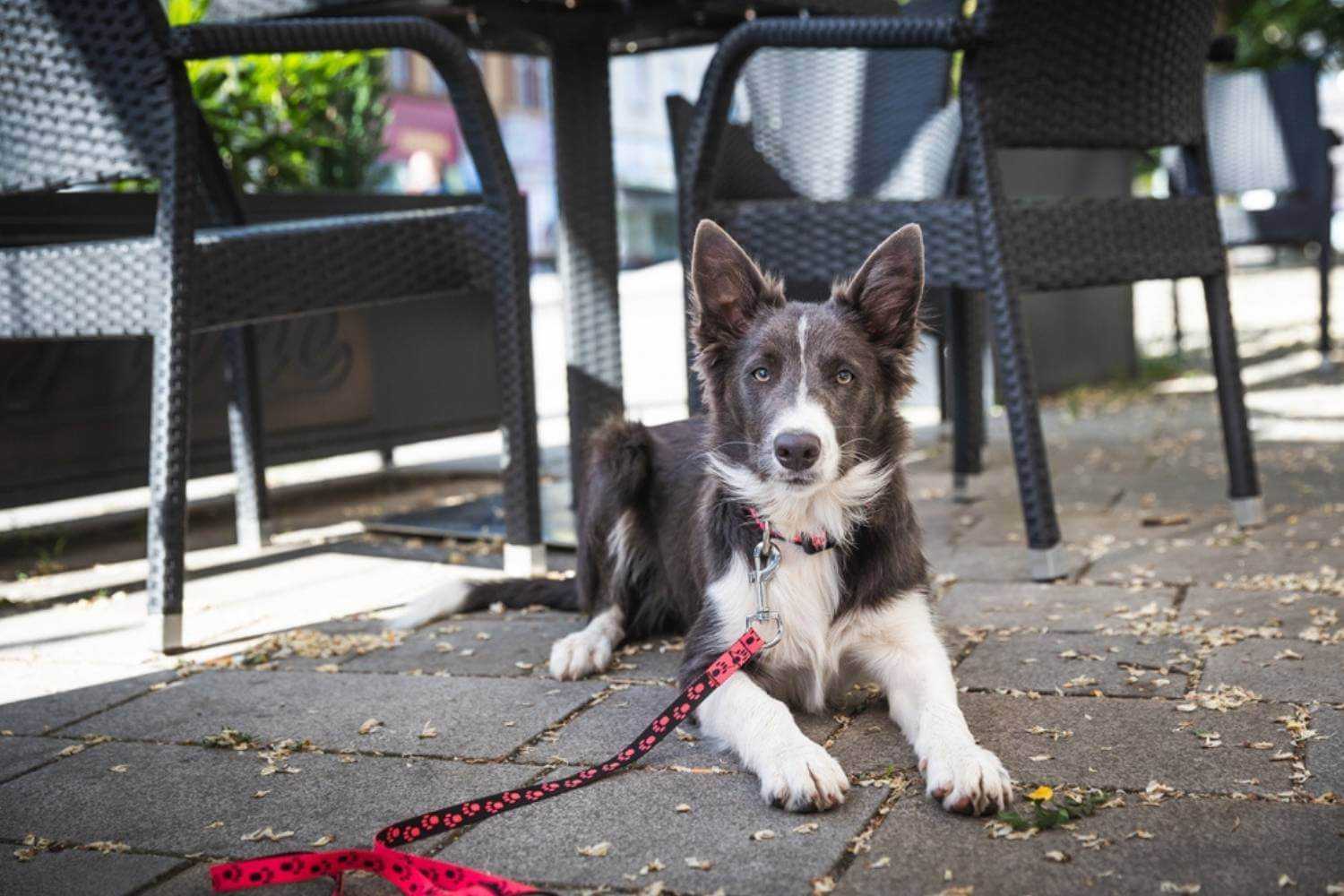 Manhattan NY Dog Hanging out at Outdoor Patio