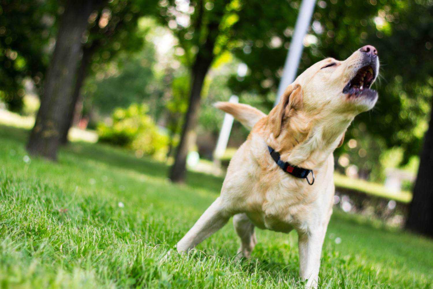 Manhattan NY Dog Having Fun at Park