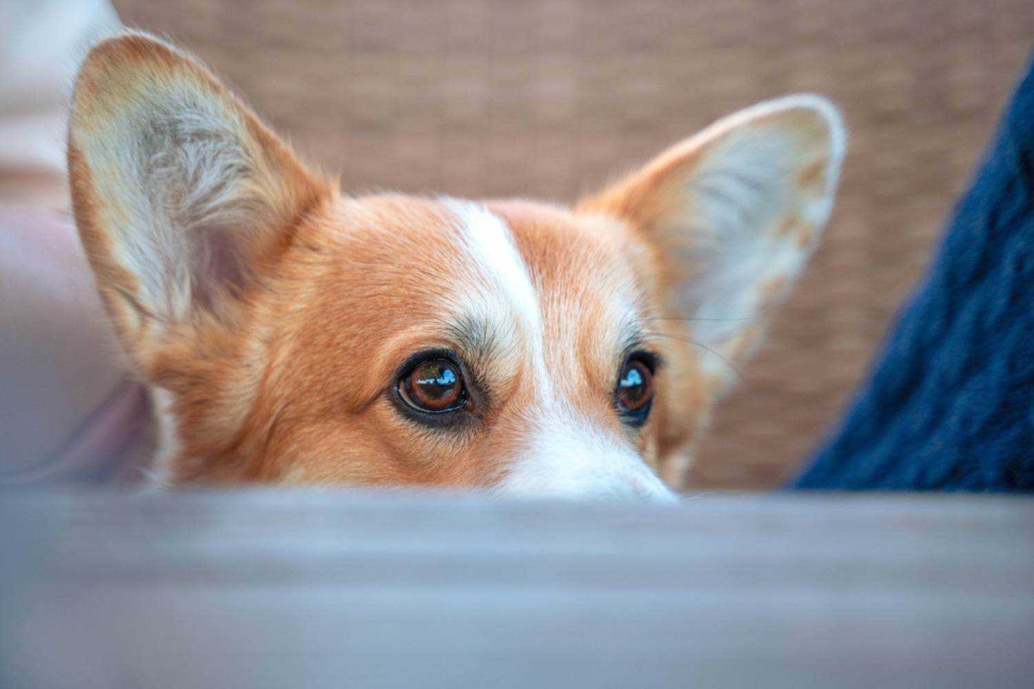 Manhattan NY Dog Peeking Over Table